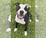 Small American Pit Bull Terrier