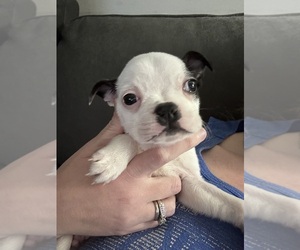 Boston Terrier Puppy for sale in LEXINGTON, KY, USA