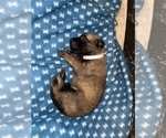 Small Photo #293 Belgian Malinois Puppy For Sale in REESEVILLE, WI, USA