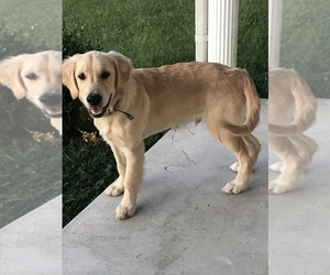 Golden Retriever Puppy for sale in SOMERSET, KY, USA