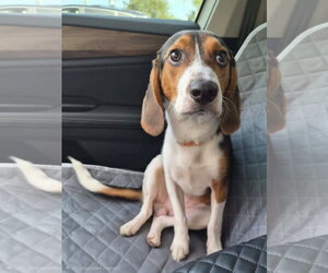 Beagle Dogs for adoption in Tampa, FL, USA