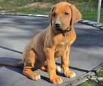 Image preview for Ad Listing. Nickname: Litter of 7