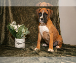 Puppy Tess Boxer