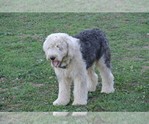 Father of the Sheepadoodle puppies born on 04/12/2021