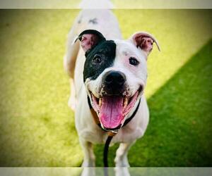 Mutt Dogs for adoption in Orlando, FL, USA