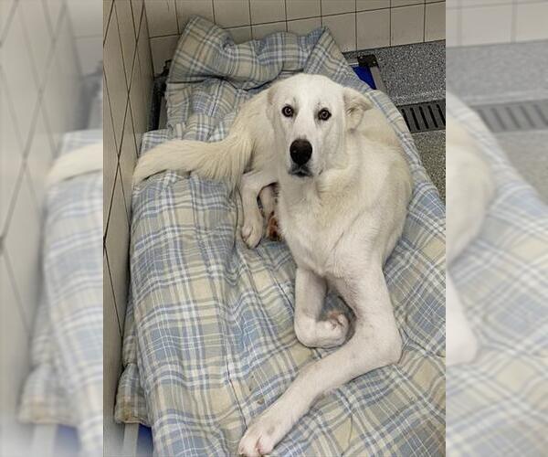 Medium Photo #2 Great Pyrenees-Unknown Mix Puppy For Sale in Pasadena, TX, USA