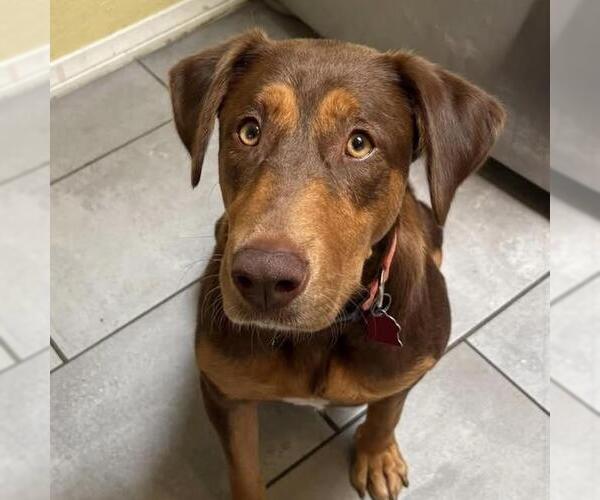 Medium Photo #9 Doberman Pinscher-Unknown Mix Puppy For Sale in San Diego, CA, USA
