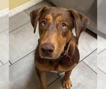 Small #8 Doberman Pinscher Mix