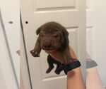 Small American Pit Bull Terrier-German Shepherd Dog Mix