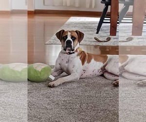 Boxer Dogs for adoption in Burnsville, MN, USA
