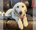 Small #7 Great Pyrenees