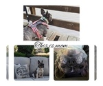 Small Photo #1 French Bulldog Puppy For Sale in CANYON LAKE, CA, USA