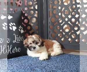 Zuchon Puppy for sale in MOUNT VERNON, OH, USA