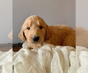 Goldendoodle Puppy for sale in KNOB NOSTER, MO, USA
