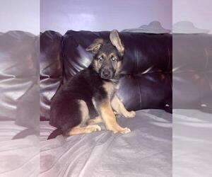 German Shepherd Dog Puppy for sale in VOORHEESVILLE, NY, USA