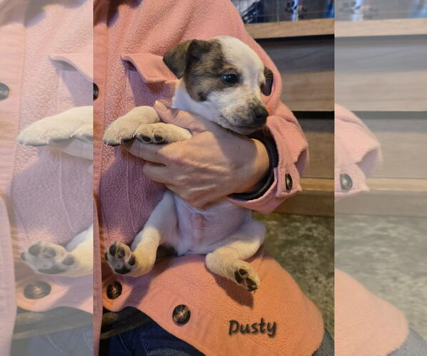 Medium Photo #2 Mountain Cur-Unknown Mix Puppy For Sale in Oakhurst, NJ, USA