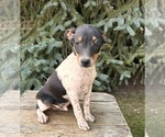 Small #3 Rat Terrier