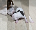 Puppy 4 American Pit Bull Terrier