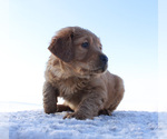 Small Photo #4 Golden Retriever Puppy For Sale in CANTON, SD, USA