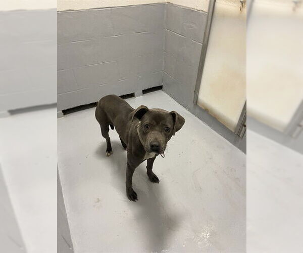 Medium Photo #4  Puppy For Sale in , 