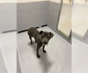 Mutt Dogs for adoption in Augusta, GA, USA