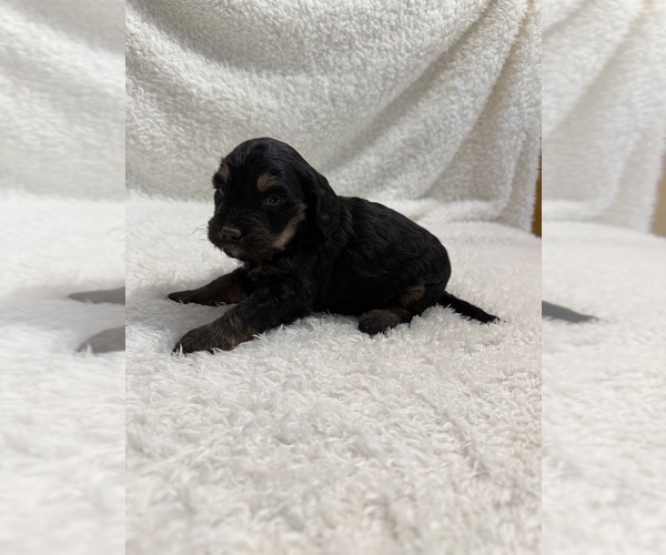 Medium Photo #18 Cavapoo mix (+ Poodle Miniature) Puppy For Sale in MUNFORDVILLE, KY, USA