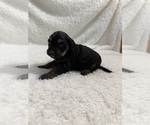 Small Photo #18 Cavapoo mix (+ Poodle Miniature) Puppy For Sale in MUNFORDVILLE, KY, USA