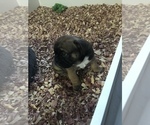 Small Photo #4 English Bulldogge Puppy For Sale in LAKESIDE, CA, USA