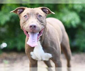 American Staffordshire Terrier Dogs for adoption in Tavares, FL, USA