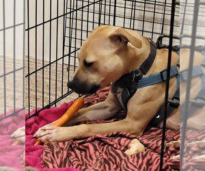 Bonnie - Female Mutt Dog for Adoption - Photo #15