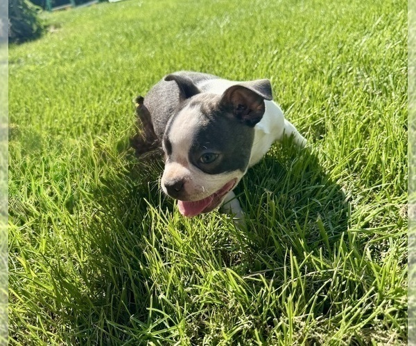 Medium Photo #2 Boston Terrier Puppy For Sale in BREMEN, IN, USA