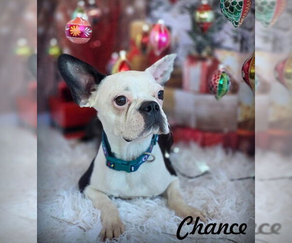 Medium Photo #1 Boston Terrier Puppy For Sale in Chino Hills, CA, USA