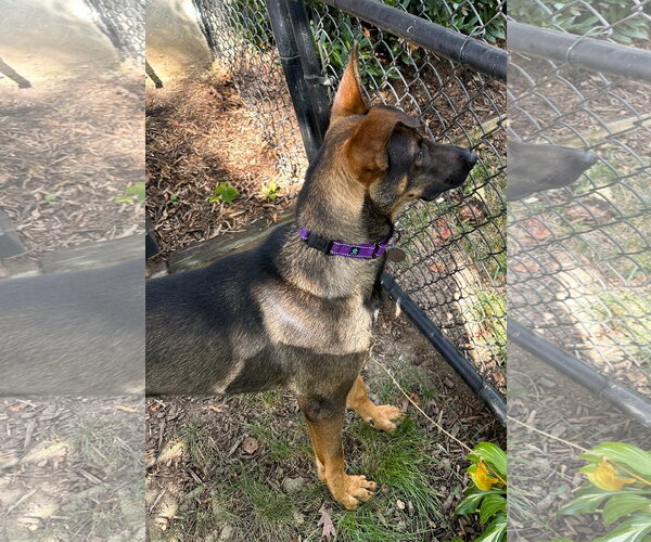 Medium Photo #5 German Shepherd Dog-Unknown Mix Puppy For Sale in Centreville, VA, USA
