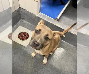 American Bulldog-Unknown Mix Dogs for adoption in San Antonio, TX, USA