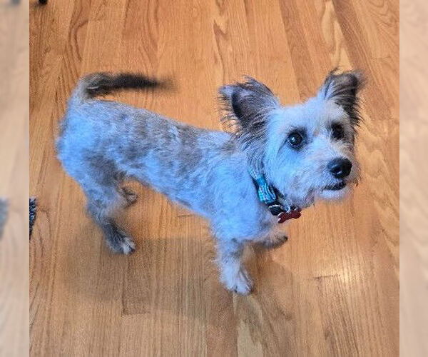 Medium Photo #2 Cairn Terrier-Unknown Mix Puppy For Sale in San Diego, CA, USA