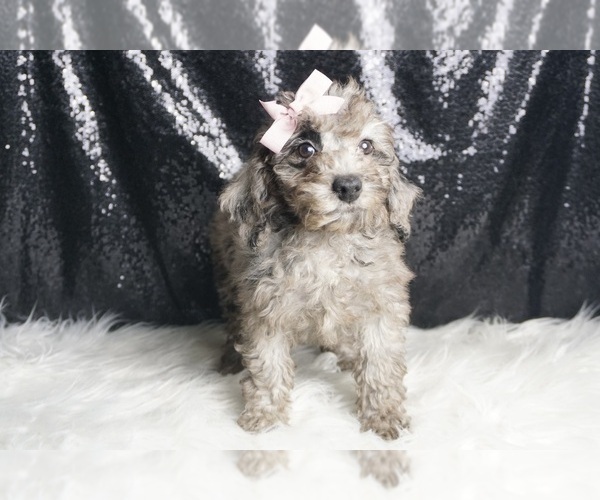 Medium Photo #97 Poodle (Miniature) Puppy For Sale in WARSAW, IN, USA