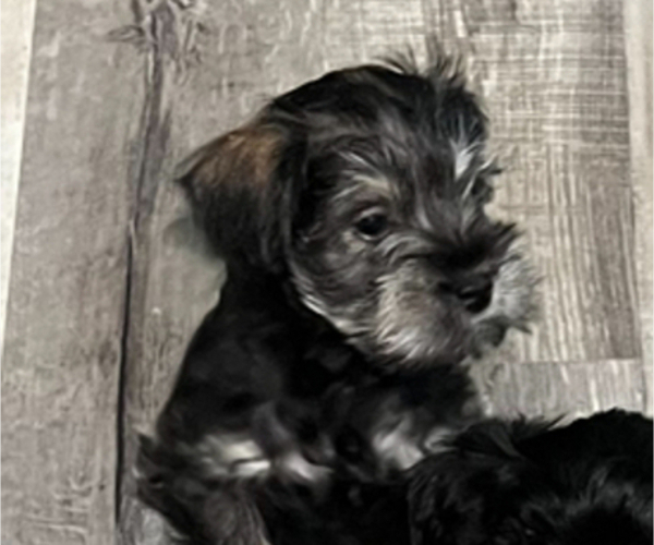 Medium Photo #3 Schnauzer (Miniature) Puppy For Sale in OMAHA, NE, USA