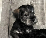 Small Photo #3 Schnauzer (Miniature) Puppy For Sale in OMAHA, NE, USA