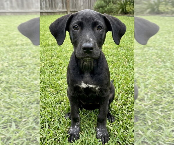 Medium Photo #2 Labrador Retriever-Unknown Mix Puppy For Sale in Grovertown, IN, USA