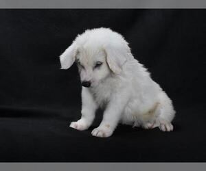 Great Pyrenees Dogs for adoption in Burbank, CA, USA