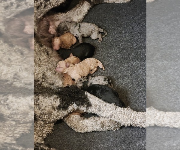 Medium Photo #3 Labradoodle Puppy For Sale in LA HABRA, CA, USA