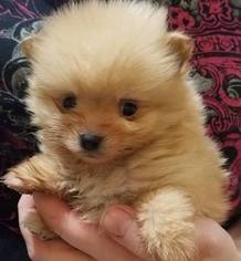 Pomeranian Puppy for sale in LIVINGSTON, MT, USA