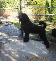 Father of the Black Russian Terrier puppies born on 04/23/2018