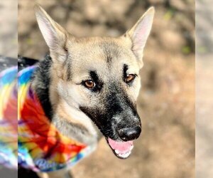 German Shepherd Dog-Unknown Mix Dogs for adoption in Godley, TX, USA