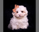 Puppy Tiny Winnie Maltese