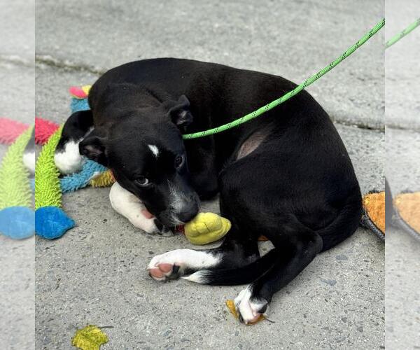 Medium Photo #3 Chocolate Labrador retriever-Unknown Mix Puppy For Sale in Yardley, PA, USA
