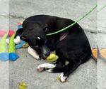 Small #2 Chocolate Labrador retriever Mix