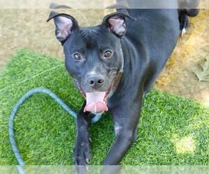 Labrador Retriever-Unknown Mix Dogs for adoption in Tallahassee, FL, USA
