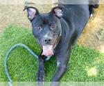 Small Labrador Retriever Mix