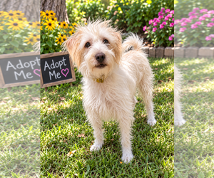 Moxey - Male Mutt Dog for Adoption - Photo #2